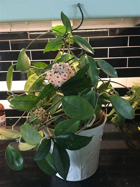 Porslinsblomma stickling